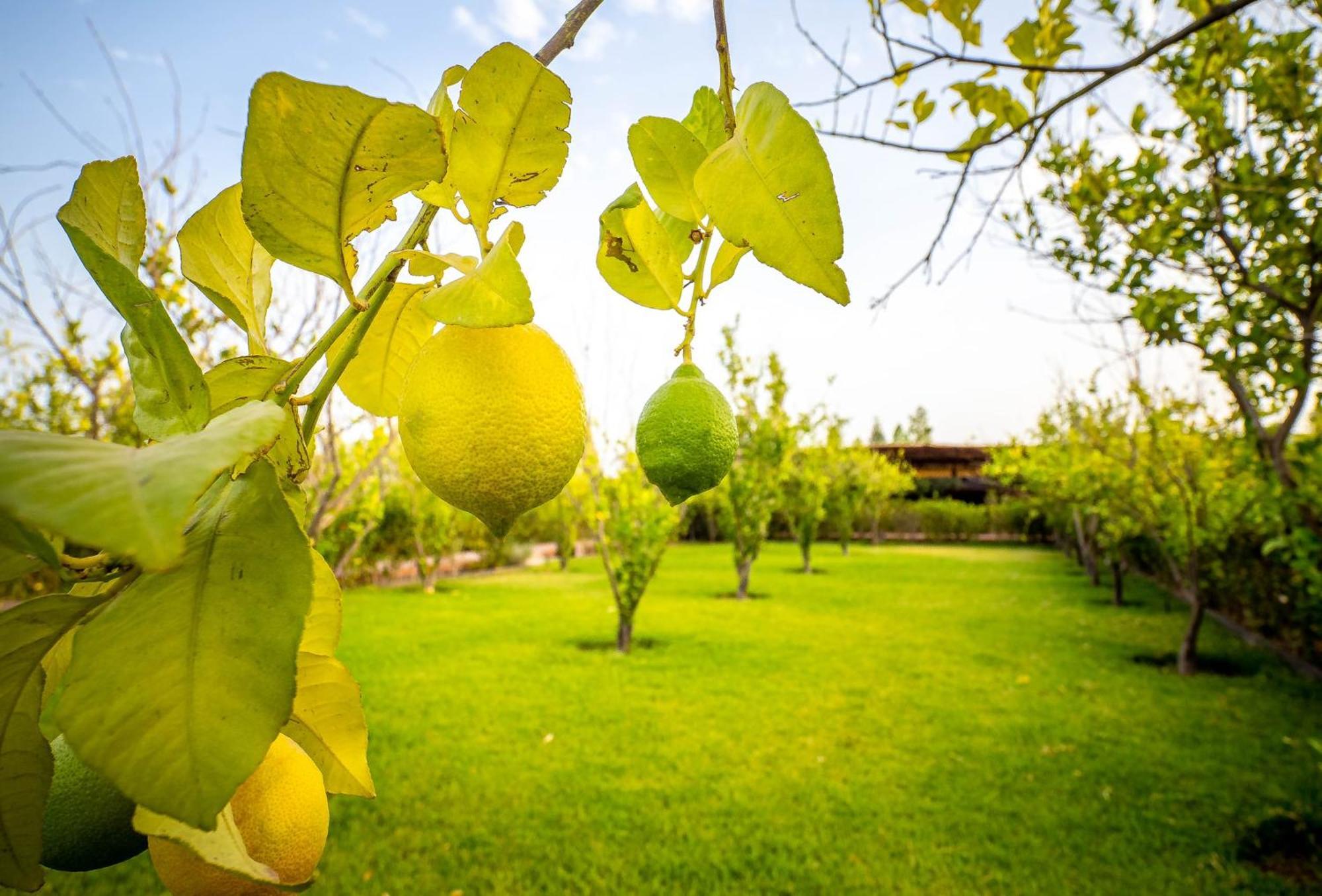 The Lemonary Marrakech Hotel Ouled Moumen ภายนอก รูปภาพ